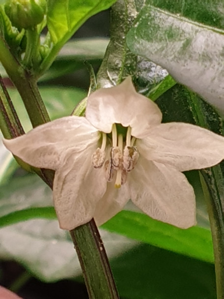 PIMENTO DE PADRON FLOWER