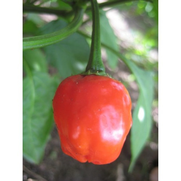 POLUMBO PI 439411 MATURE POD