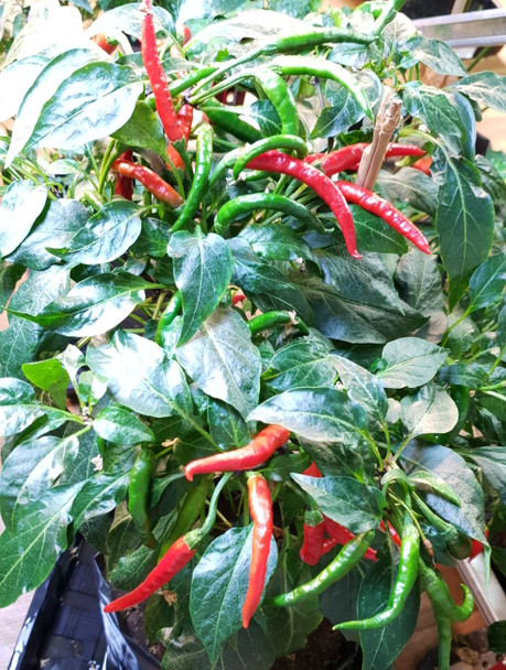 PUSA SADABAHAR (GRIF 15502) PLANT