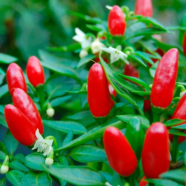 SIBERIAN HOUSE PAPRIKA