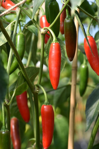 SERRANO