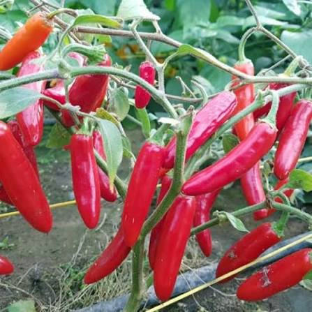 SERRANO DEL SOL