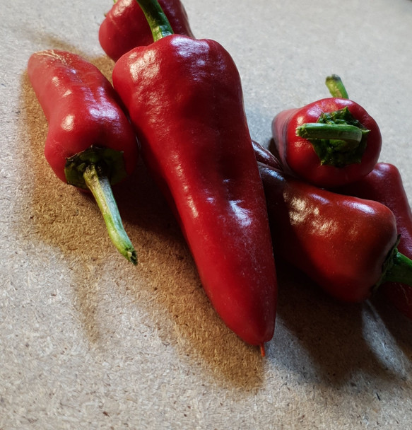 SANTO DOMINGO PUEBLO MATURE PODS