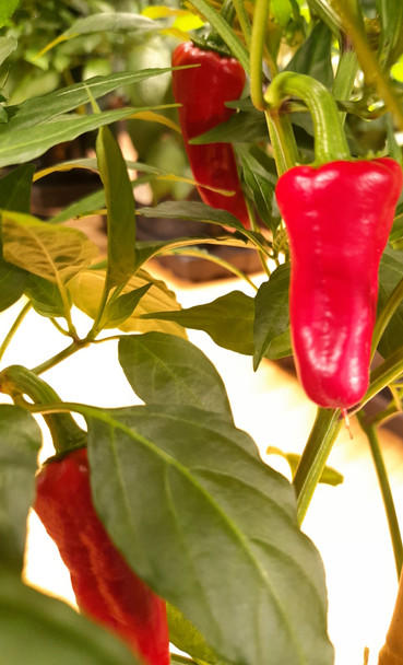 SANTO DOMINGO PUEBLO PLANT