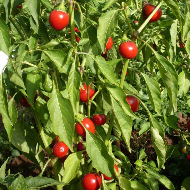 SZENTESI CHERRY