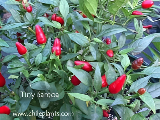 TINY SAMOA TINY SAMOA