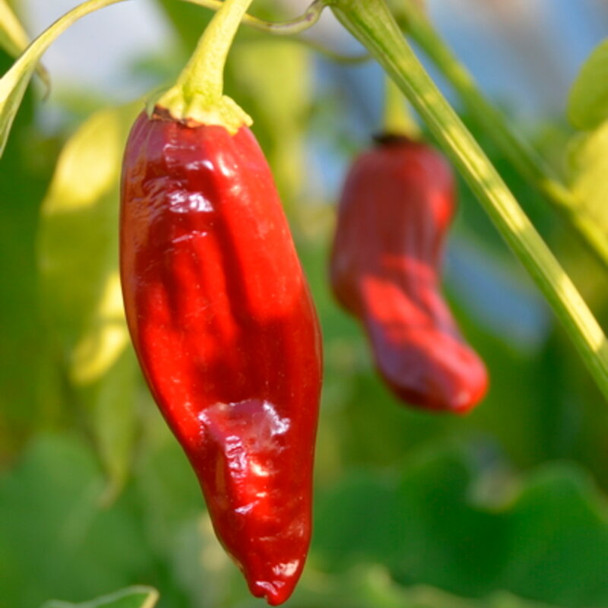 TARAHUMARA CHILE COLORADO