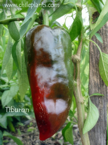TIBURON