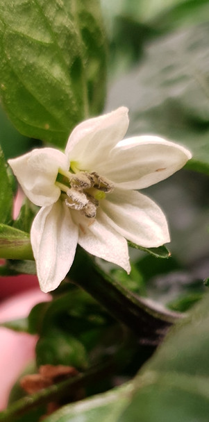 RAMIRO YELLOW FLOWER