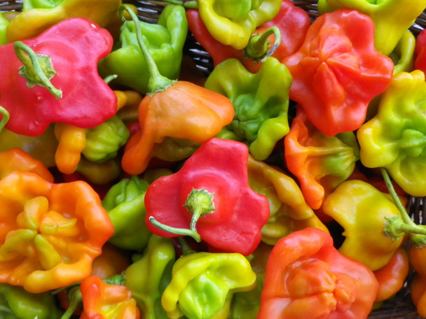 UBATUBA CAMBUCI (PI 497974)