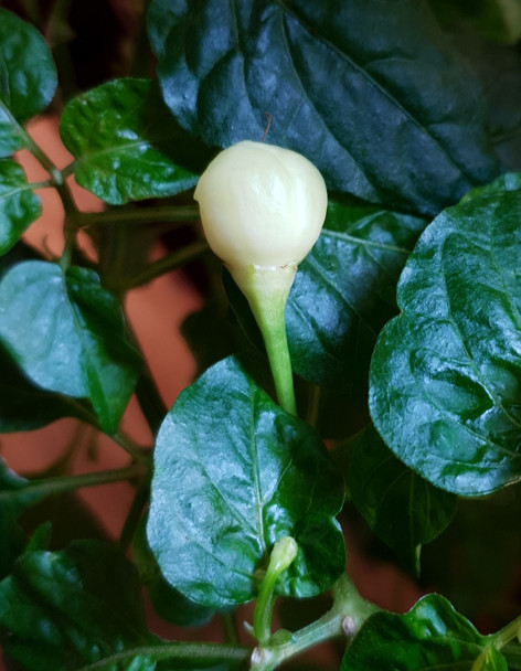 INCA RED DROP IMMATURE POD