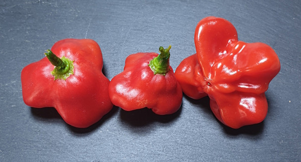 BISHOPS HAT (PI 497974) MATURE PODS