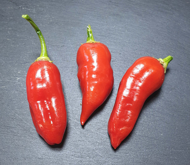 AJI CRISTAL (PI 281320) MATURE PODS IMAGE