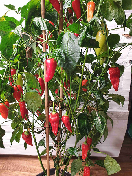 AJI CRISTAL (PI 281320) MATURE PLANT IMAGE