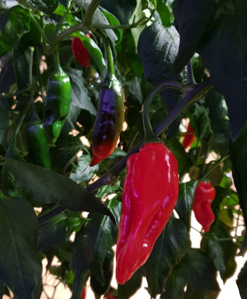 AJI NORTENO MATURE PLANT IMAGE
