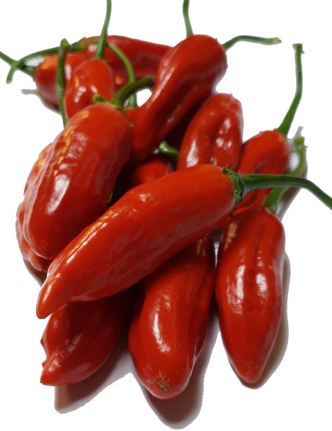 AJI NORTENO MATURE PODS IMAGE