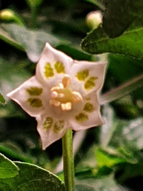 AJI OMNICOLOR (PI 215739) FLOWER IMAGE
