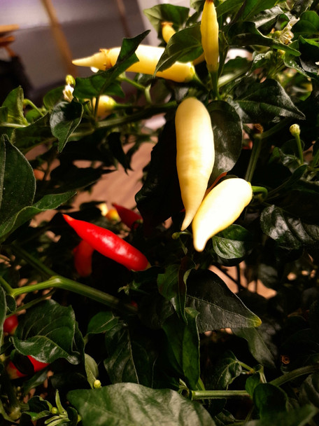 AJI OMNICOLOR (PI 215739) MATURE PLANT IMAGE