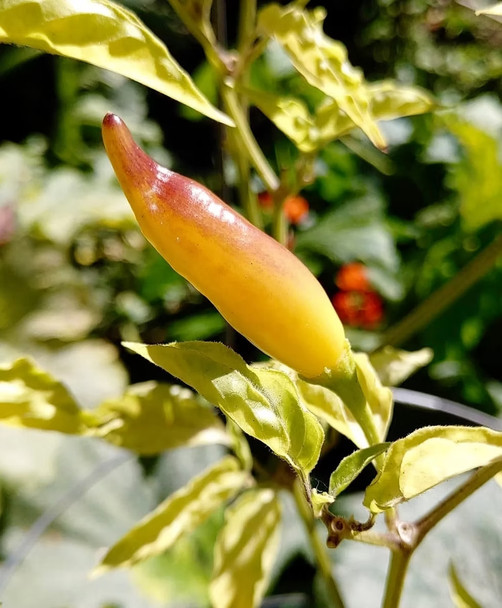 YELLOW BOUQUET (PI 315025 CGN 22181)