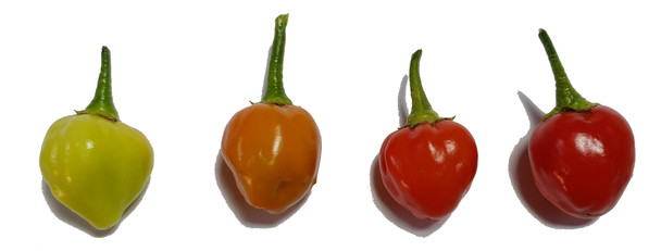 NARANGA (PI 446900) MATURING PODS