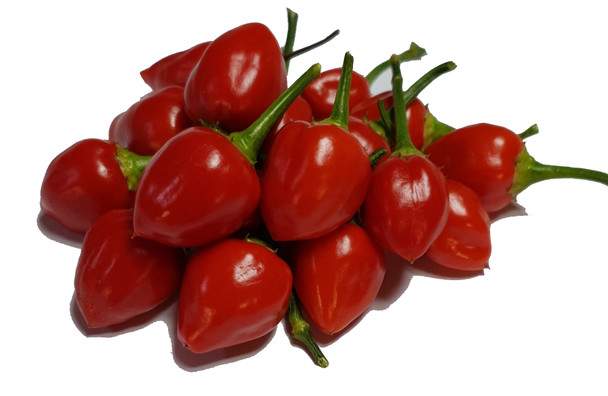 NARANGA (PI 446900) MATURE PODS