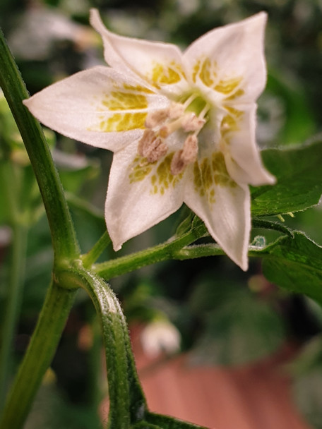 NARANGA (PI 446900) FLOWER