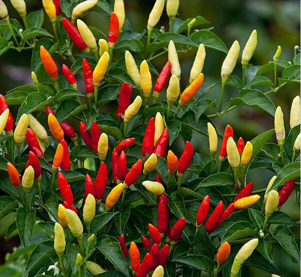 TABASCO GREENLEAF