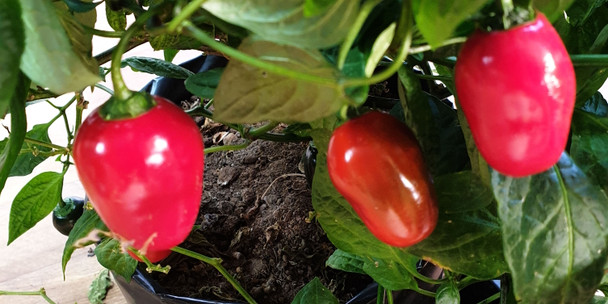 ROCOTO MONTUFAR PI 585273 PLANT