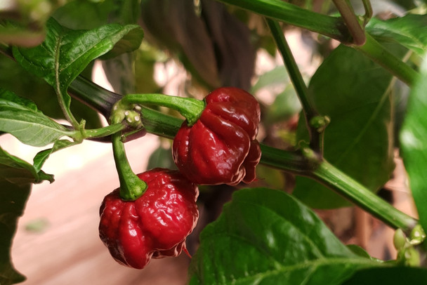 CAROLINA REAPER CHOCOLATE PLANT