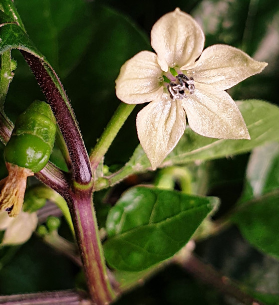 DEVILS TONGUE YELLOW FLOWER
