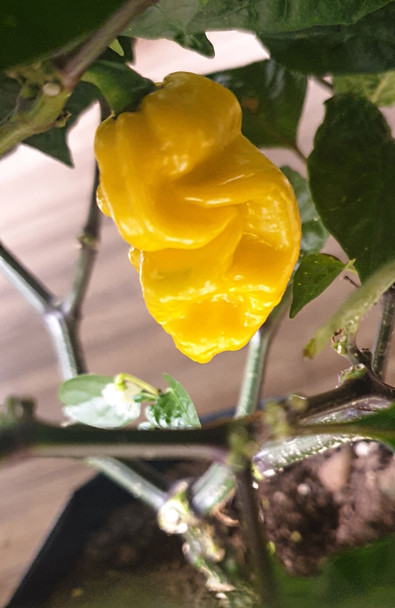 DEVILS TONGUE YELLOW PLANT