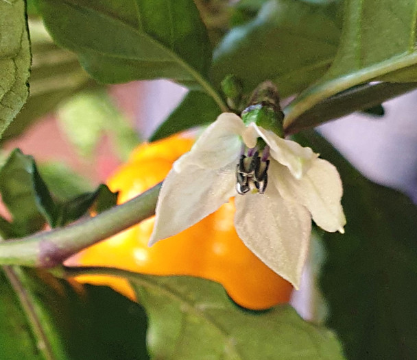 BHUTLAH YELLOW FLOWER BHUTLAH YELLOW FLOWER