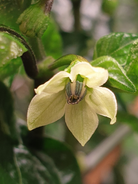 HABANERO ORANGE FLOWER