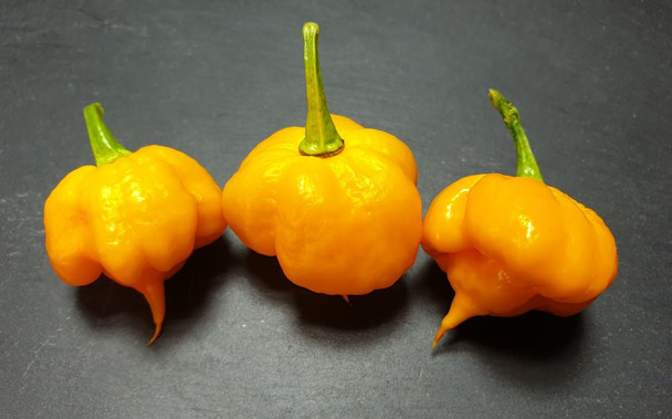 7 POT LAVA YELLOW MATURE PODS IMAGE