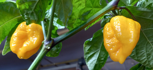 7 POT LAVA YELLOW MATURE PLANT IMAGE
