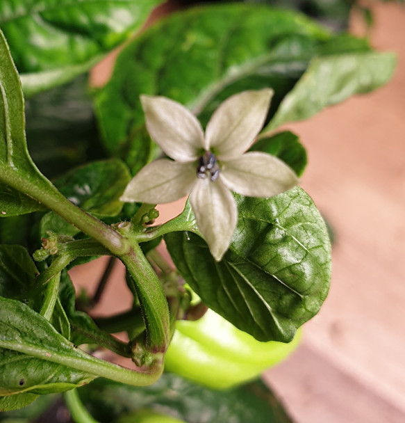 HABANERO PEACH FLOWER HABANERO PEACH FLOWER