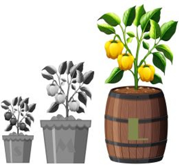 7 Pot Congo Chocolate Growing Pot Size Image