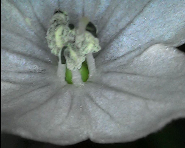 BIRDS EYE DEMON CLOSE UP OF FLOWER