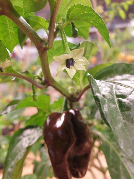 HABANERO BROWN - CHOCOLATE FLOWER