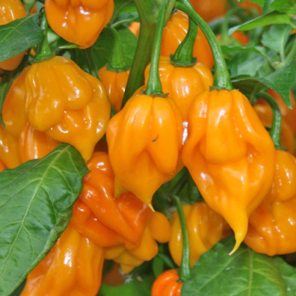 TRINIDAD SCORPION YELLOW TRINIDAD SCORPION YELLOW