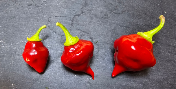 SCARLET LANTERN (PI 315008) MATURE PODS