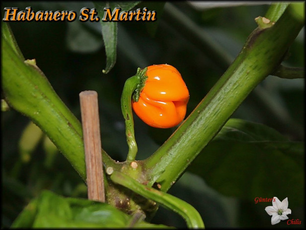 ST MARTINS SEASONING PEPPER