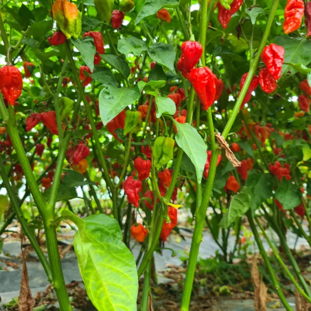 TRINIDAD SCORPION