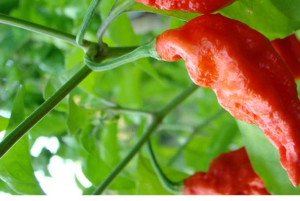 TRINIDAD SEASONING TRINIDAD SEASONING