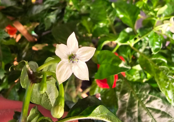 SCOTCH BONNET RED FLOWER