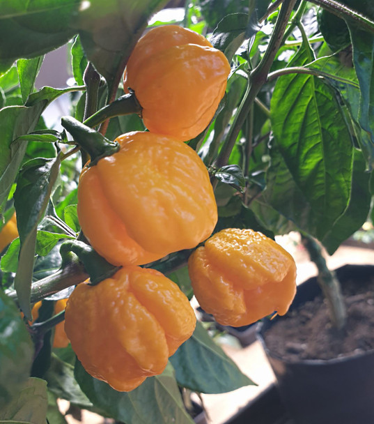 CAROLINA REAPER YELLOW MATURE PLANT