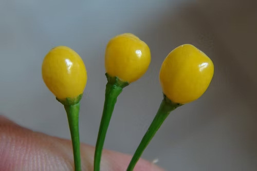 YELLOW JELLYBEAN (PI 260501)