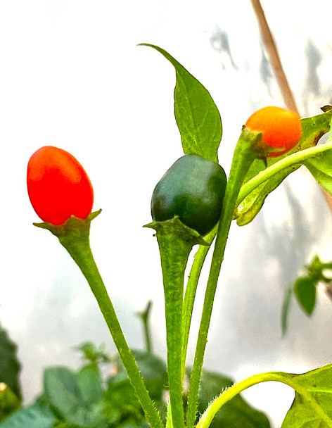 CAPSICUM MICROCARPUM CAPSICUM MICROCARPUM