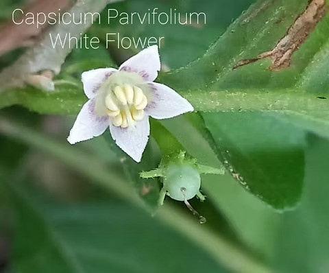 CAPSICUM PARVIFOLIUM