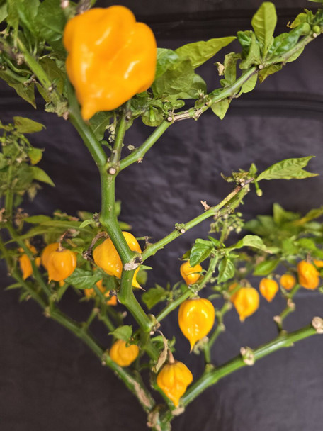 7 POT PRIMO YELLOW MATURE PLANT IMAGE